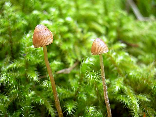 Galerina spec.  Cod. DSCN 5061